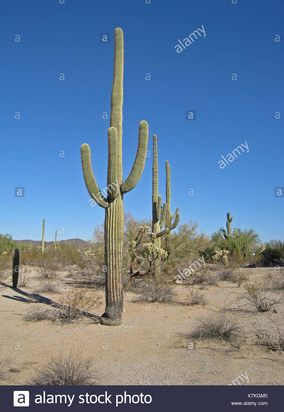 Odland Kakteen Kaktus Pflanze Der Wuste Wuste Odland Usa Arizona Kakteen Kaktus Stockfotografie Alamy