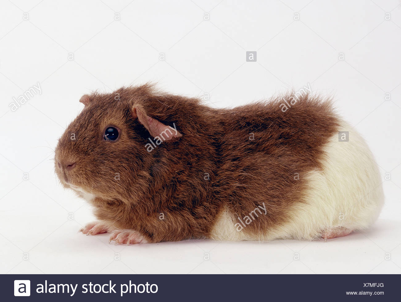 Rex Meerschweinchen Rex Meerschweinchen Innen Studio Indoor Seitlich Seite Stockfotografie Alamy