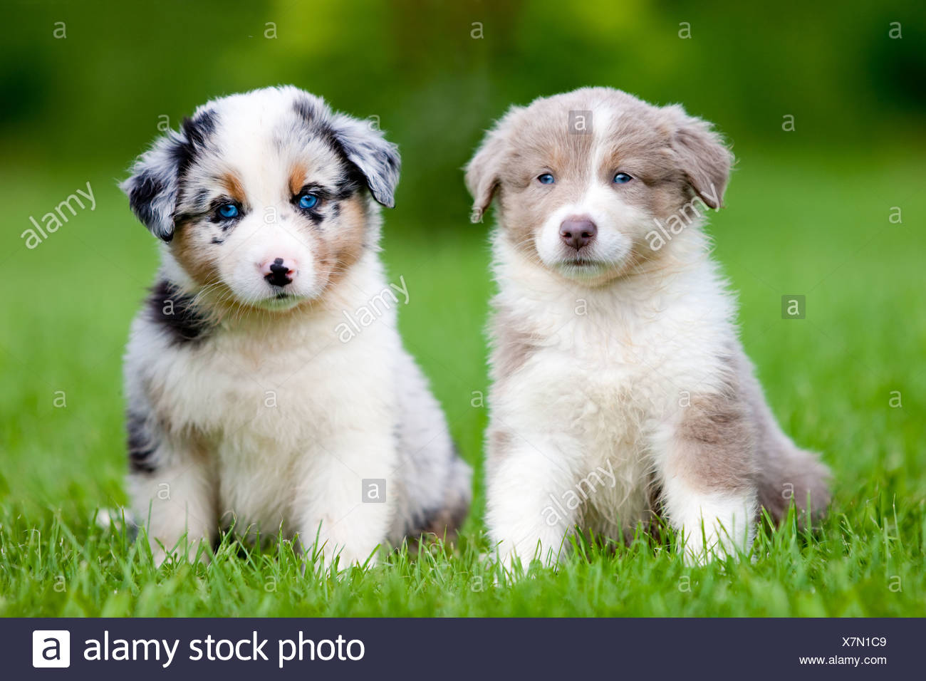 Two Australian Shepherds Sitting Stockfotos Und Bilder Kaufen Alamy