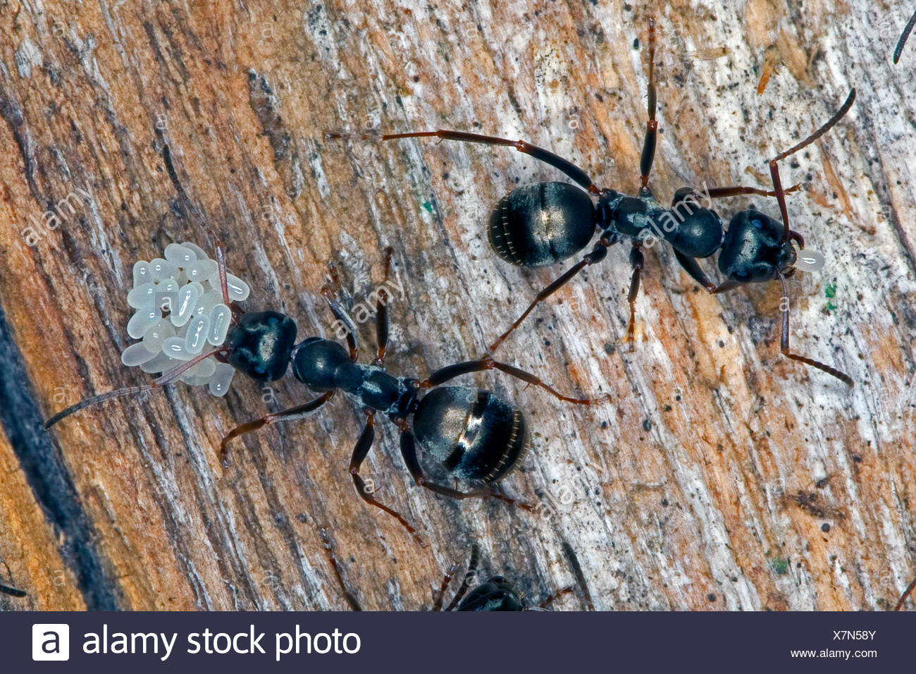 Schwarze Ameisen (Formica Fusca), Transport von Eiern, Deutschland