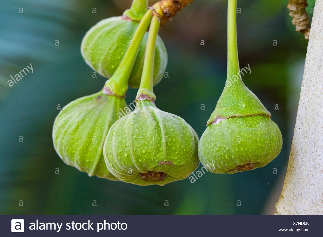 Maulbeerfeigenbaum Stockfotos und bilder Kaufen Alamy