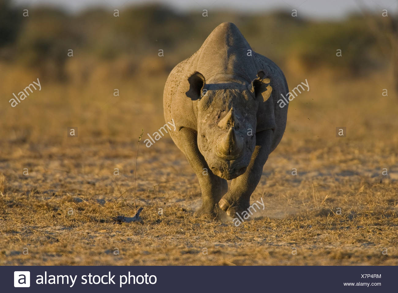 Nashorn Kopf Stockfotos und -bilder Kaufen - Alamy