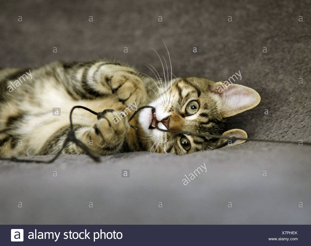 Hauskatze Hauskatze Felis Silvestris F Catus Liegen Auf Dem