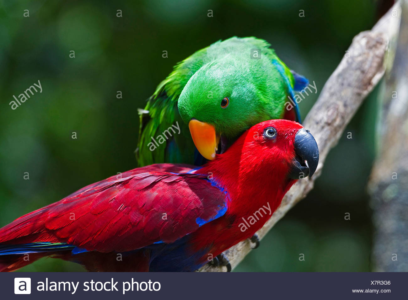 Edelpapagei Papagei (Eclectus Roratus), paar, Fellpflege, Australien,  Queensland, Cape York Halbinsel Stockfotografie - Alamy