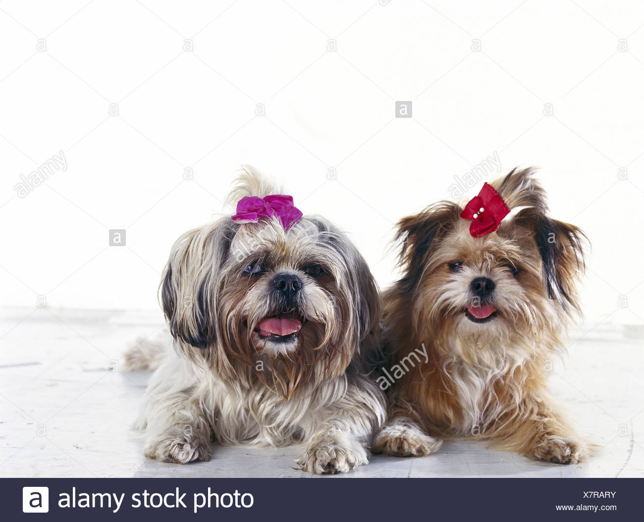 Jungs Dog Stockfotos &amp; Jungs Dog Bilder Alamy