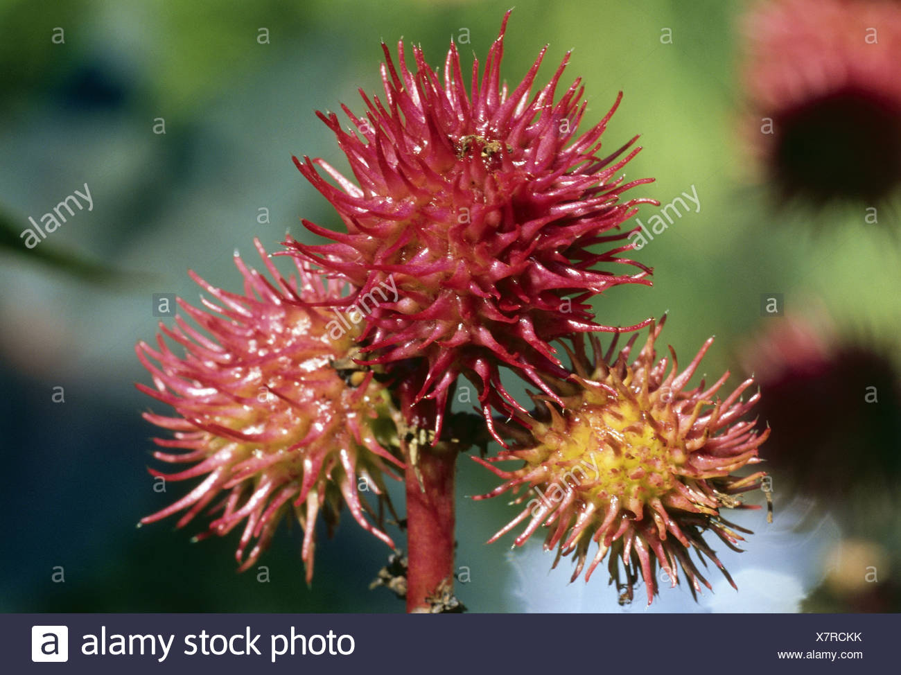 Ricinus Communis Stockfotos und -bilder Kaufen - Alamy
