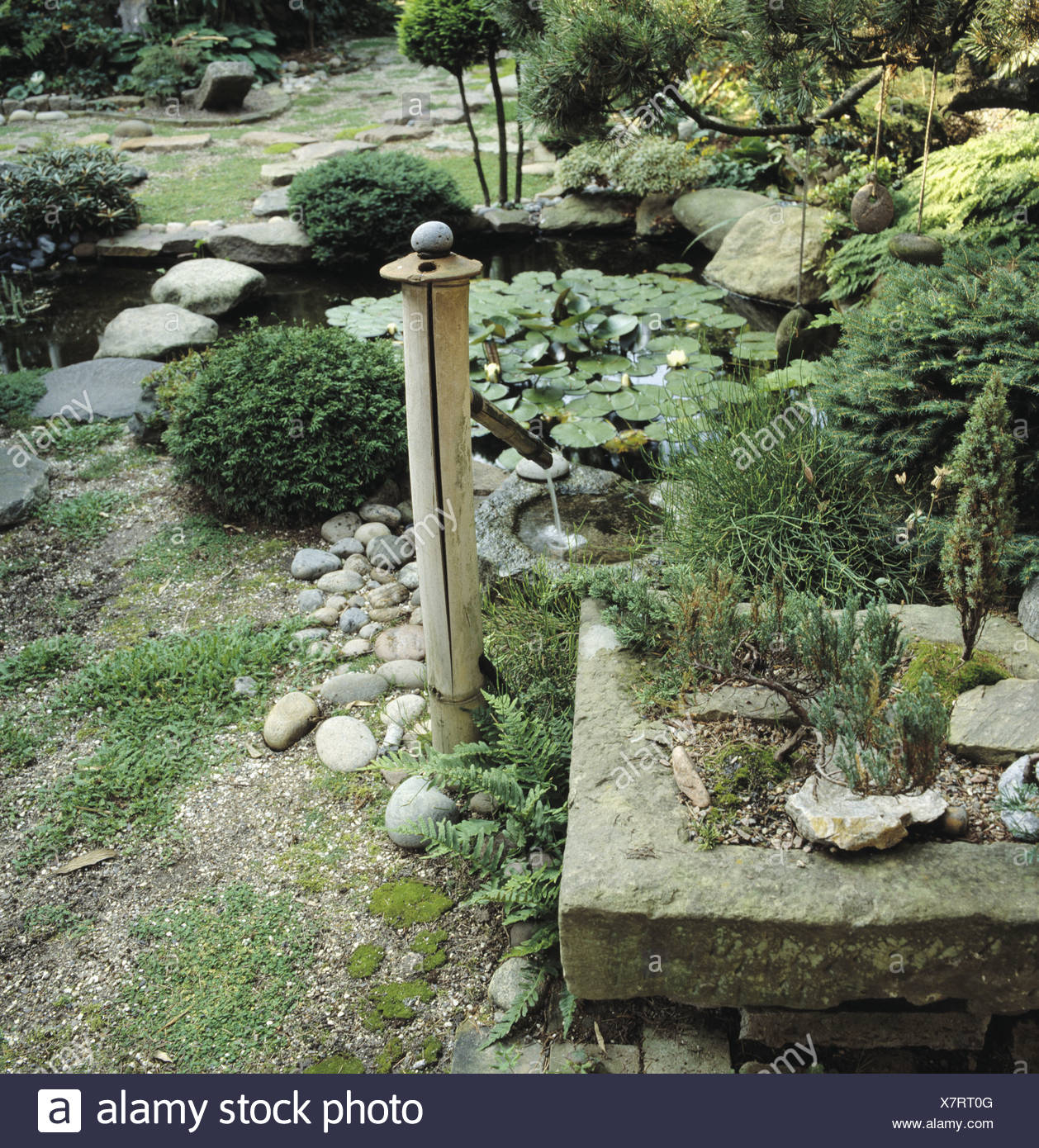 Bonsai Baume In Steintrog Neben Bambus Brunnen Und Lily Pool In
