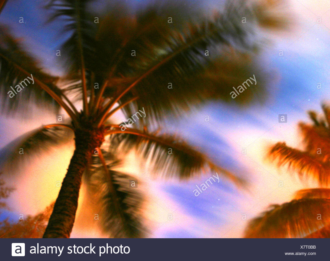 Hawaii Palm Stars Stockfotos & Hawaii Palm Stars Bilder - Alamy
