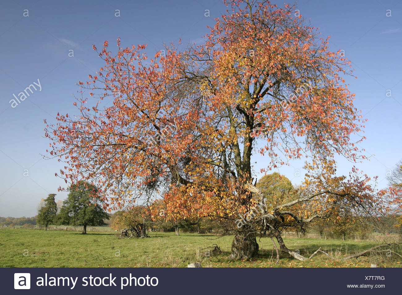 Einzelner Kirschbaum Im Herbst Stockfotos und bilder Kaufen Alamy