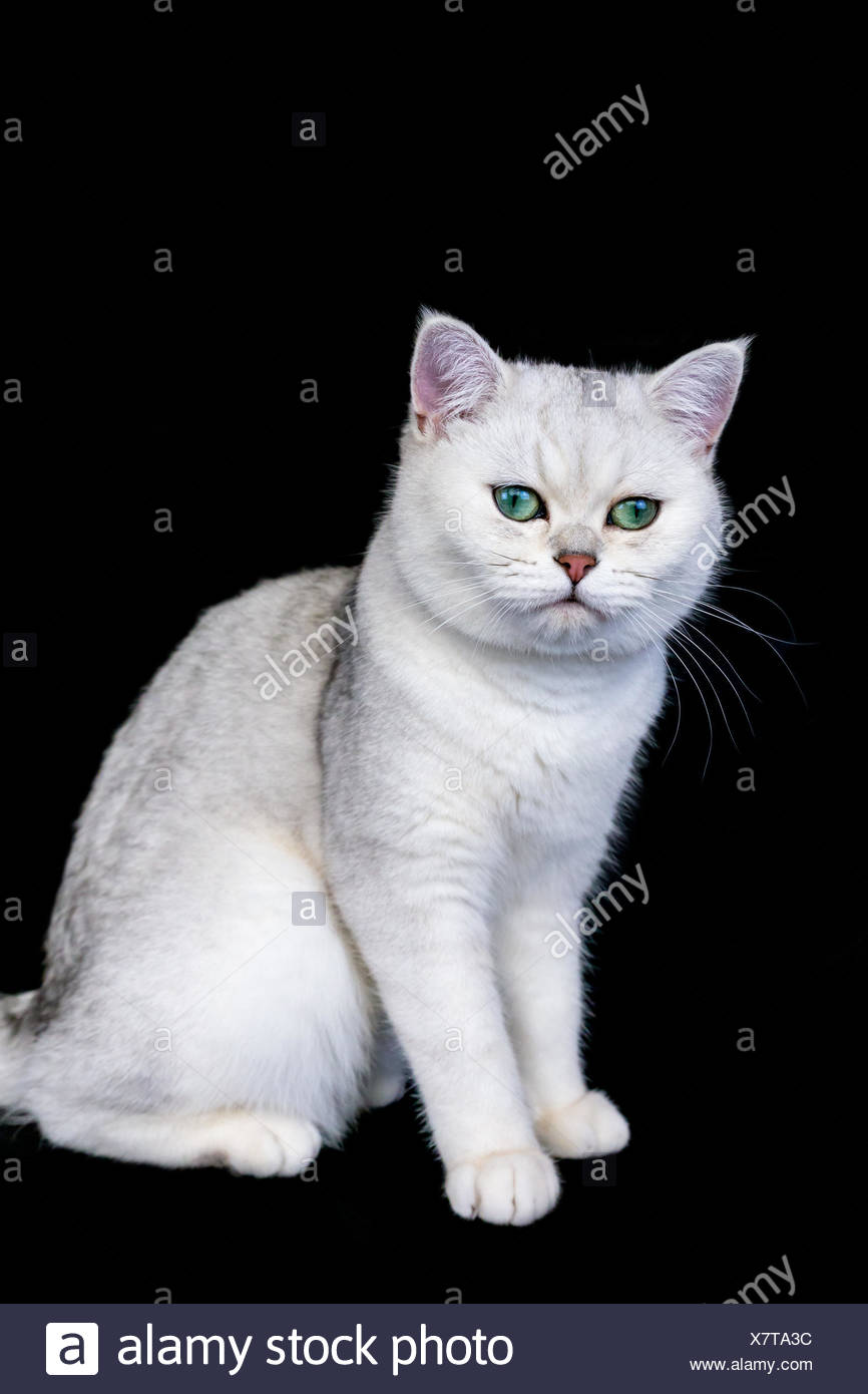 Schwarz Silber Shaded Britisch Kurzhaar Katze Stockfoto