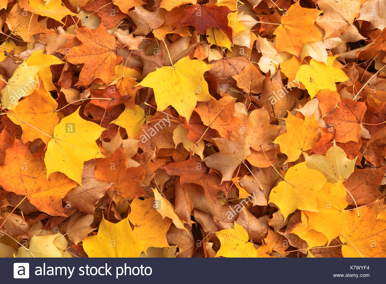 Ahorn Blatt Blatt Blatt Blatter Herbst Herbst Farbe Farben Im Herbst Laub Im Herbst Verfarbung Laub Natur Herbstlaub Stockfotografie Alamy