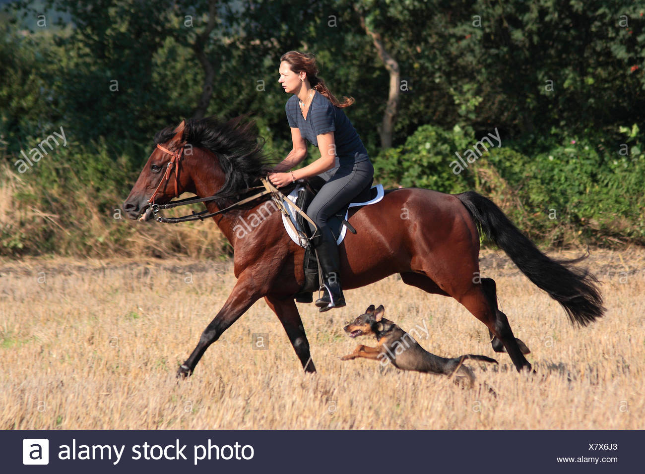 inlandische pferd equus przewalskii f caballus frau reiten auf pferd uber stoppelfeld einen hund an ihrer seite deutschland stockfotografie alamy