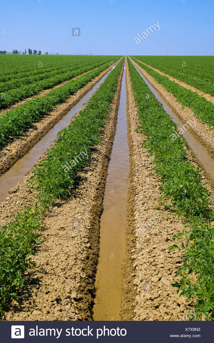 Landwirtschaft Bereich Der Vorsaison Verarbeitung Von Tomaten Furche Bewassert Werden In Der Nahe Von Firebaugh Kalifornien Usa Stockfotografie Alamy