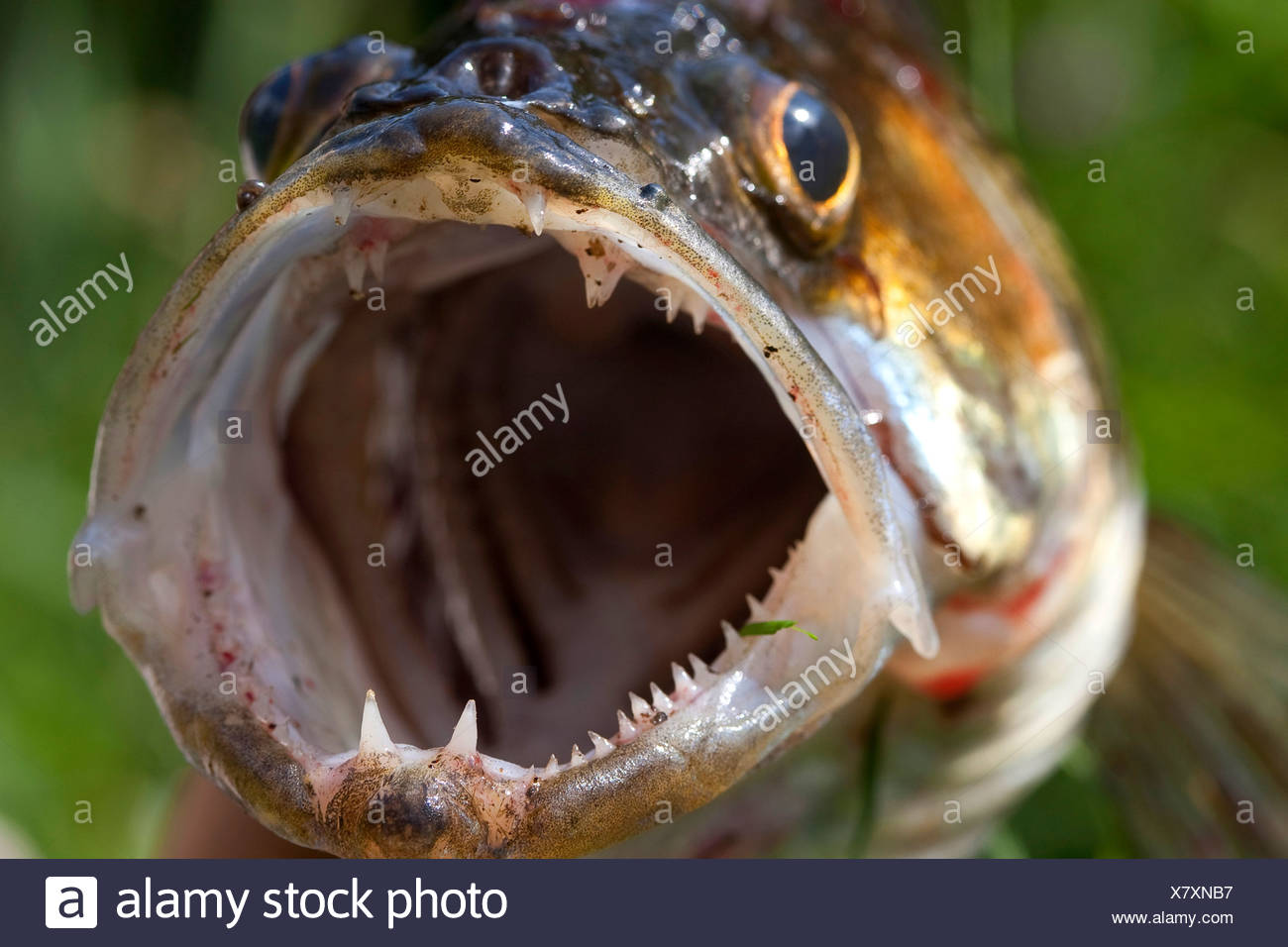 Zander Stockfotos und bilder Kaufen Alamy