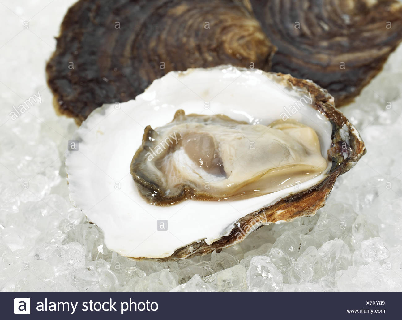 French Belon Oyster Stockfotos und bilder Kaufen Alamy