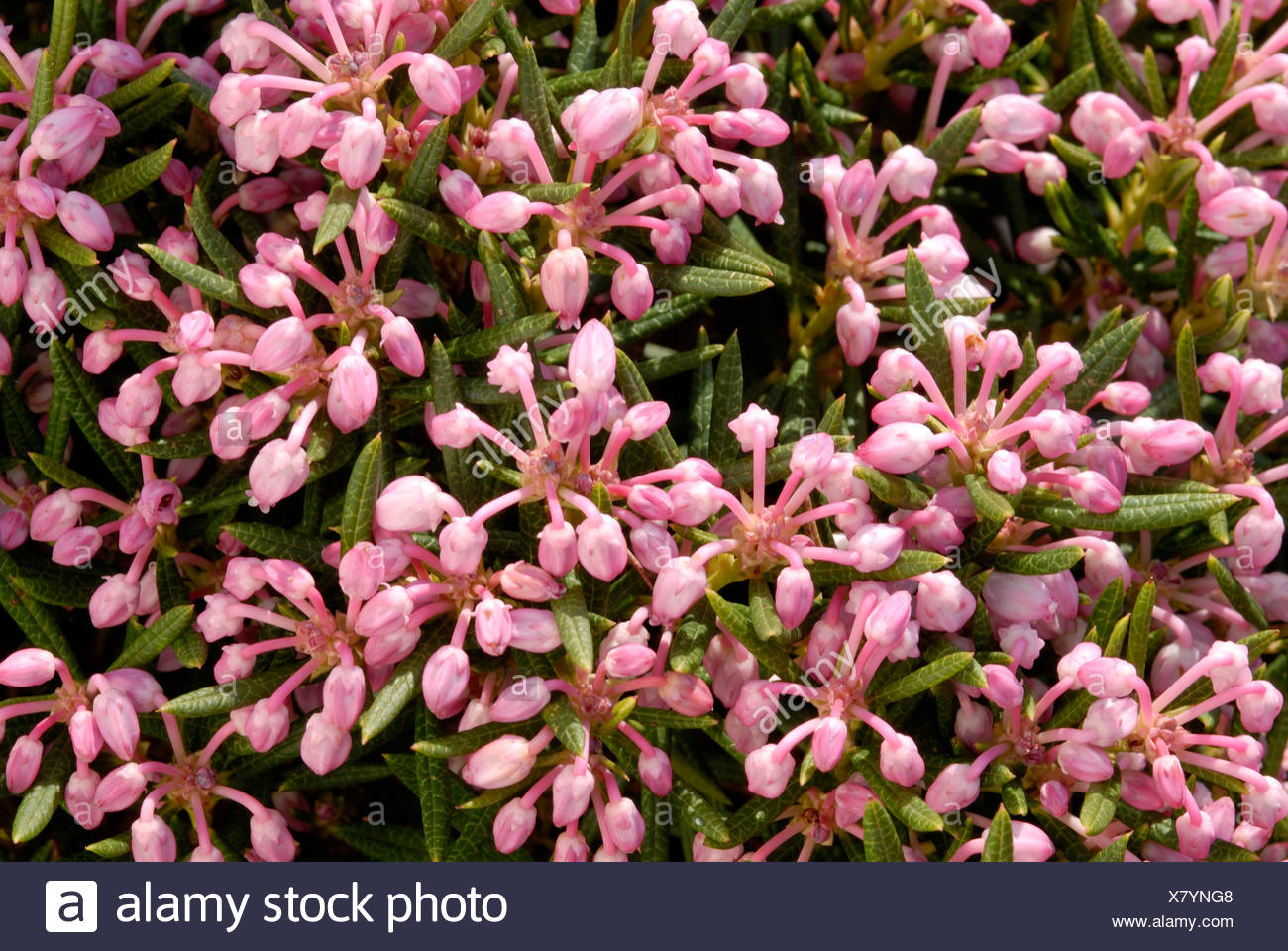 Nahaufnahme Der Sumpf Rosmarin Andromeda Polifolia Nikko Blumen Wachsen In Masse Stockfotografie Alamy