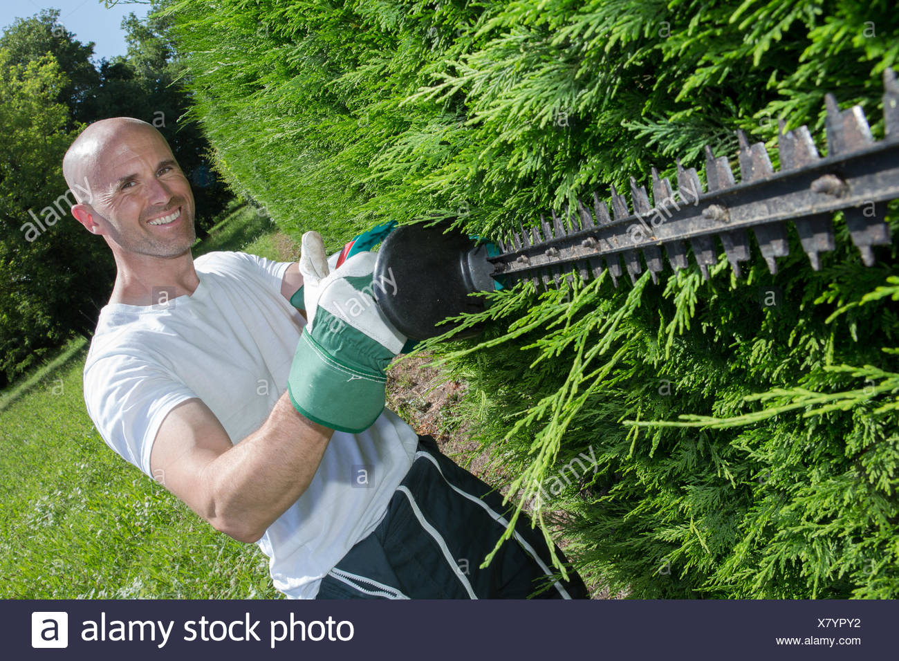 Mann Eine Hecke Schneiden Stockfoto Bild 280279190 Alamy