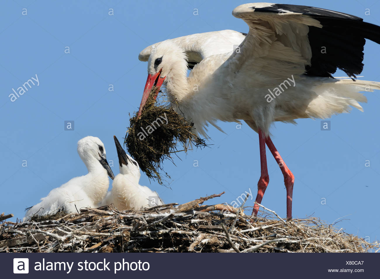 Brutpflege Stockfotos und bilder Kaufen Alamy