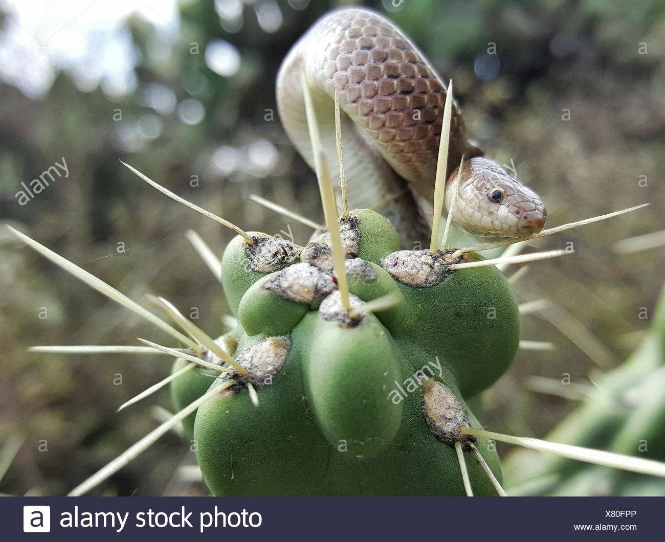 Schlangenkaktus Stockfotos Und Bilder Kaufen Alamy