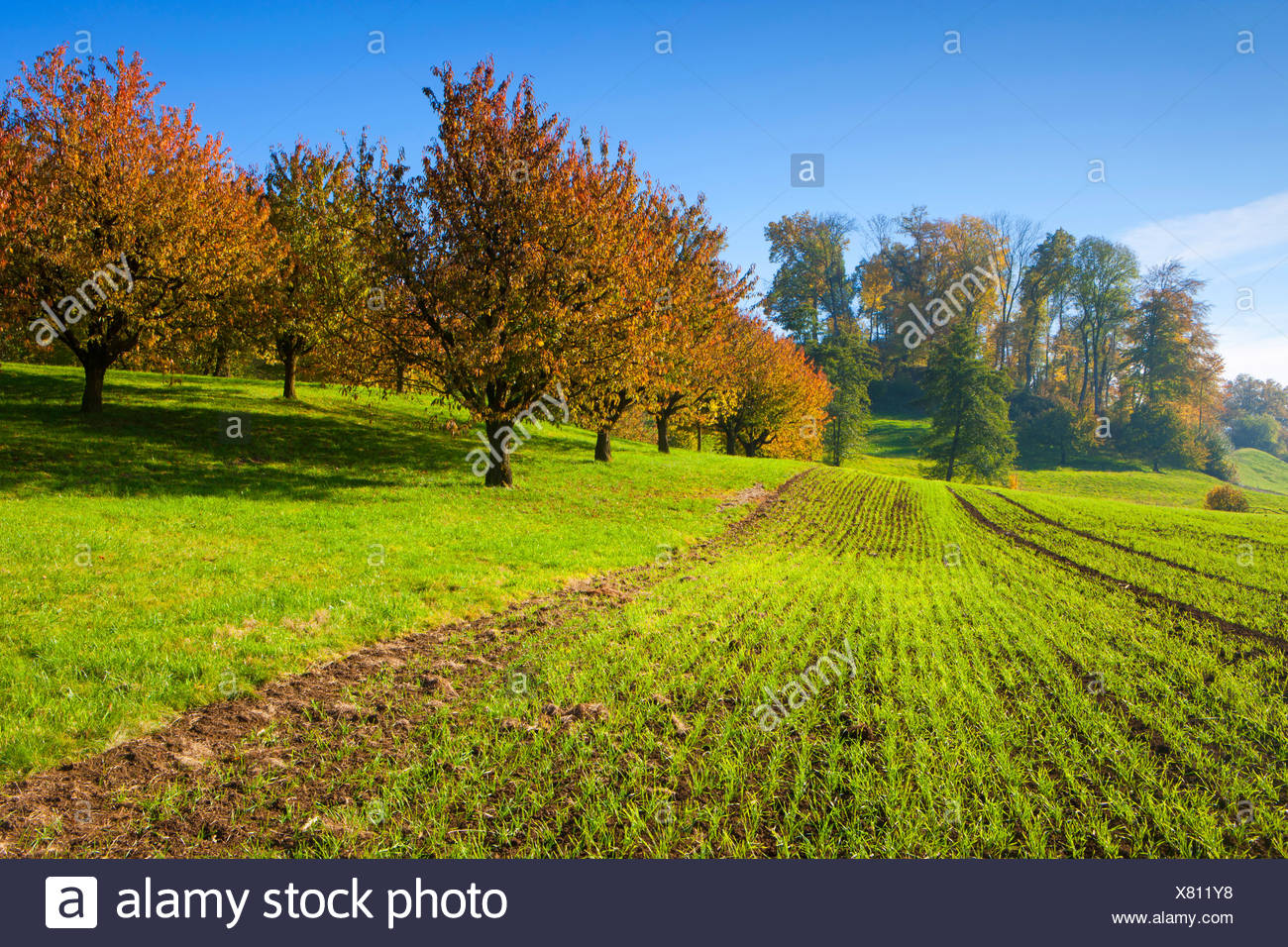 Gipf Oberfrick Schweiz Europa Kanton rgau Feld Baume Laubbaume Kirschbaume Herbst Stockfotografie Alamy