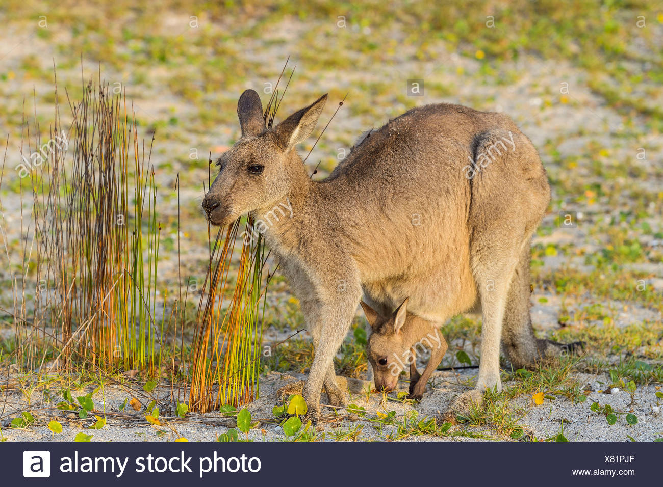 Ein Kanguru Mit Joey Im Beutel Stockfotografie Alamy