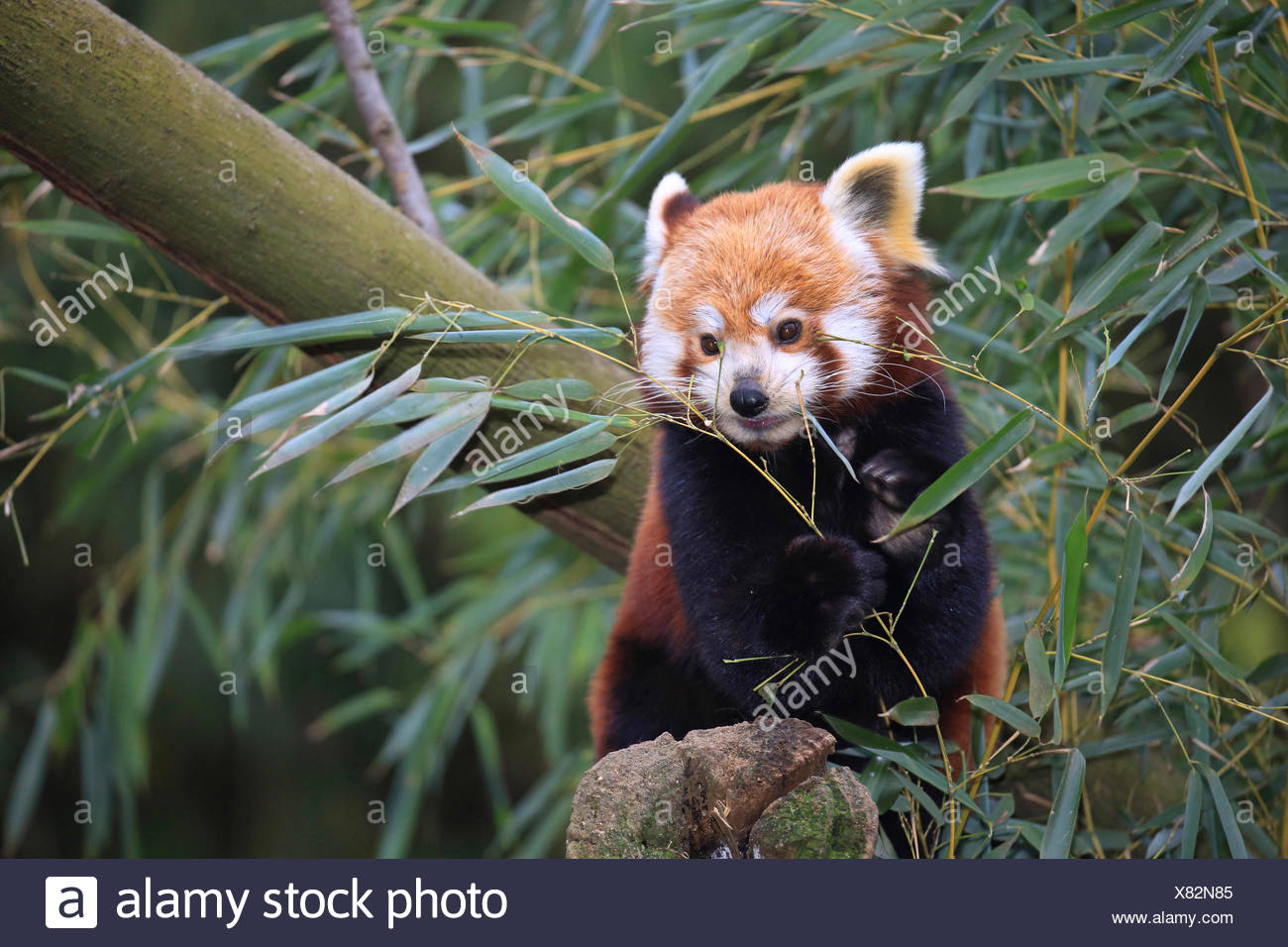 Kleiner Panda Stockfotos Und Bilder Kaufen Alamy