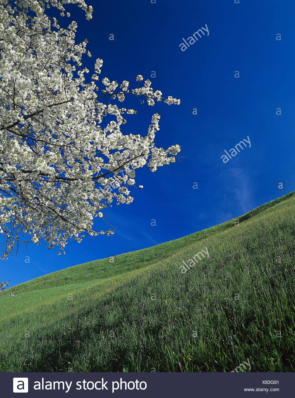 Fruhling Wiese Kirschbaum Detail Zweige Bluhen Osterreich
