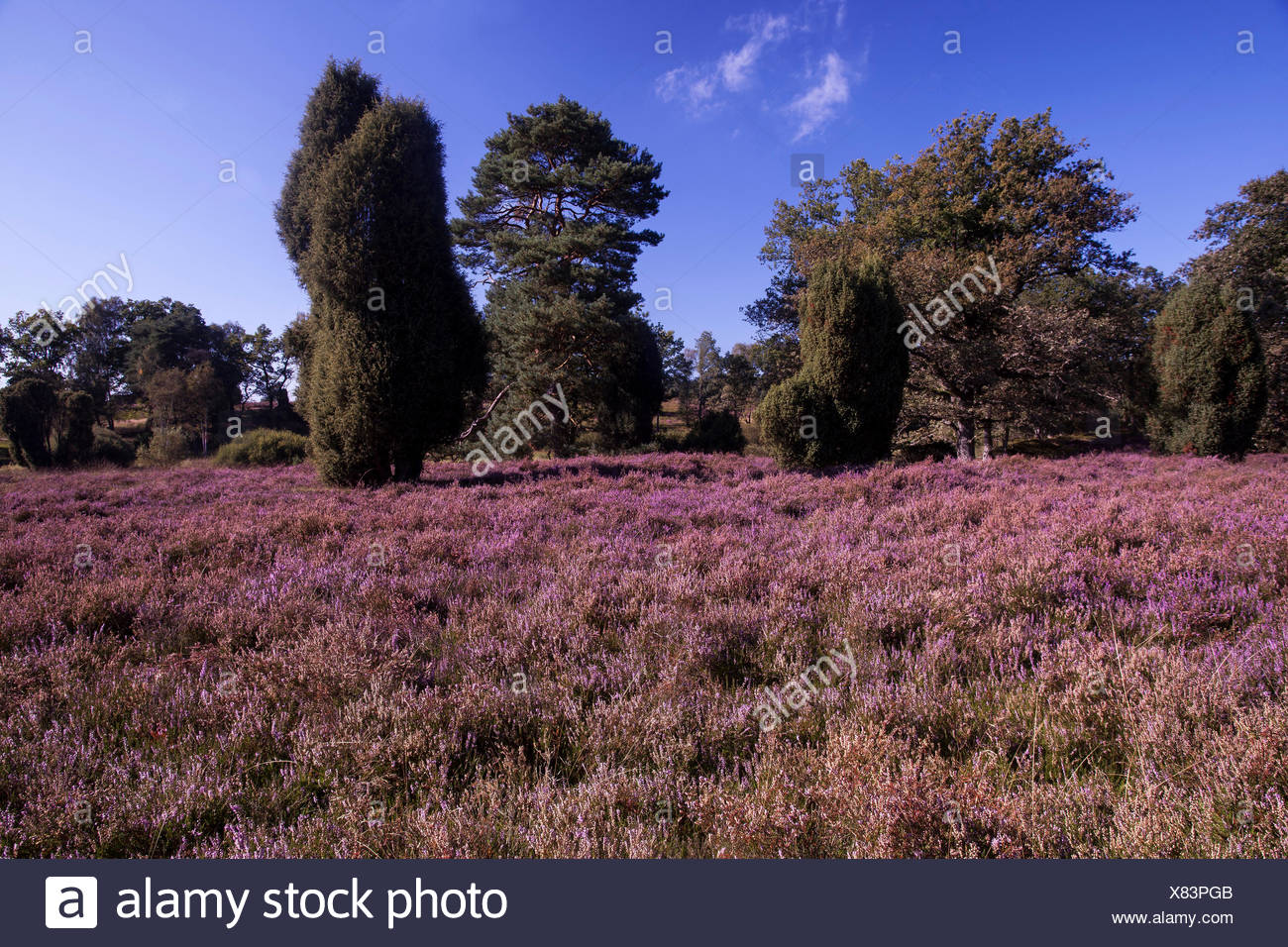 Blute Caluna Deutschland Europa Fauna Moor Heide Bluhen