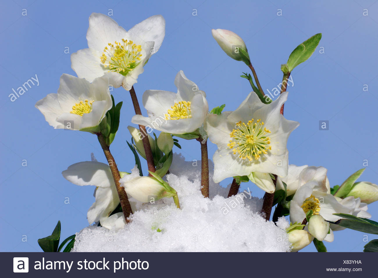 Bluhenden Christrose Im Schnee Helleborus Niger Hybrid Stockfoto