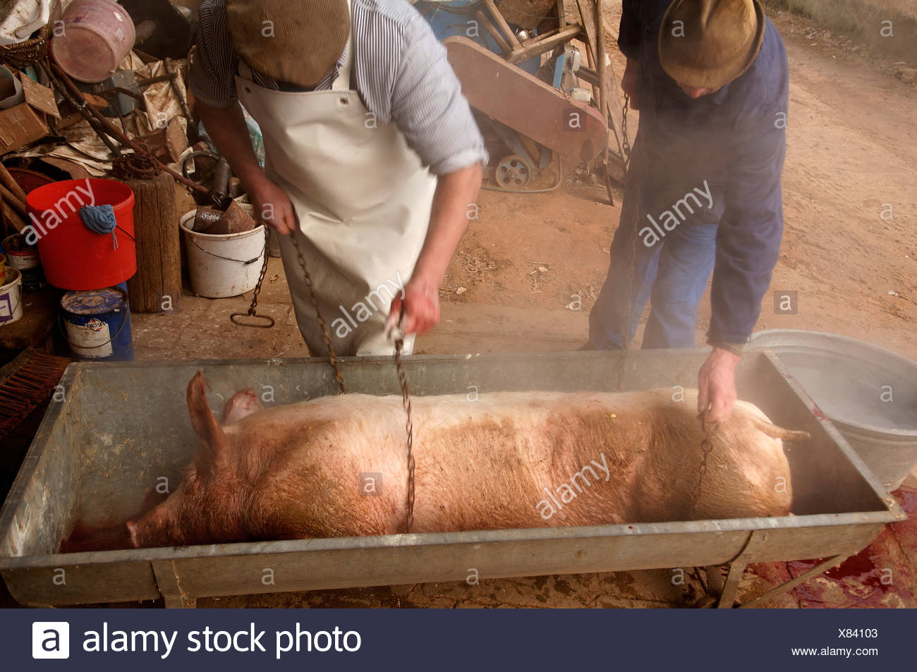 haus schlachten mit einer kette