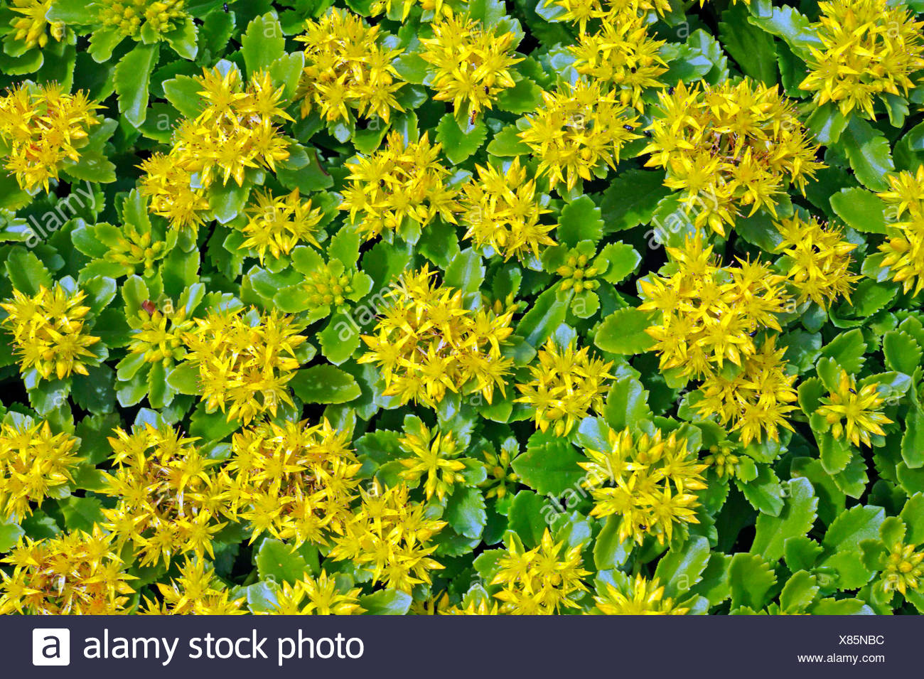Sedum Blossom Stockfotos und bilder Kaufen Seite 3 Alamy