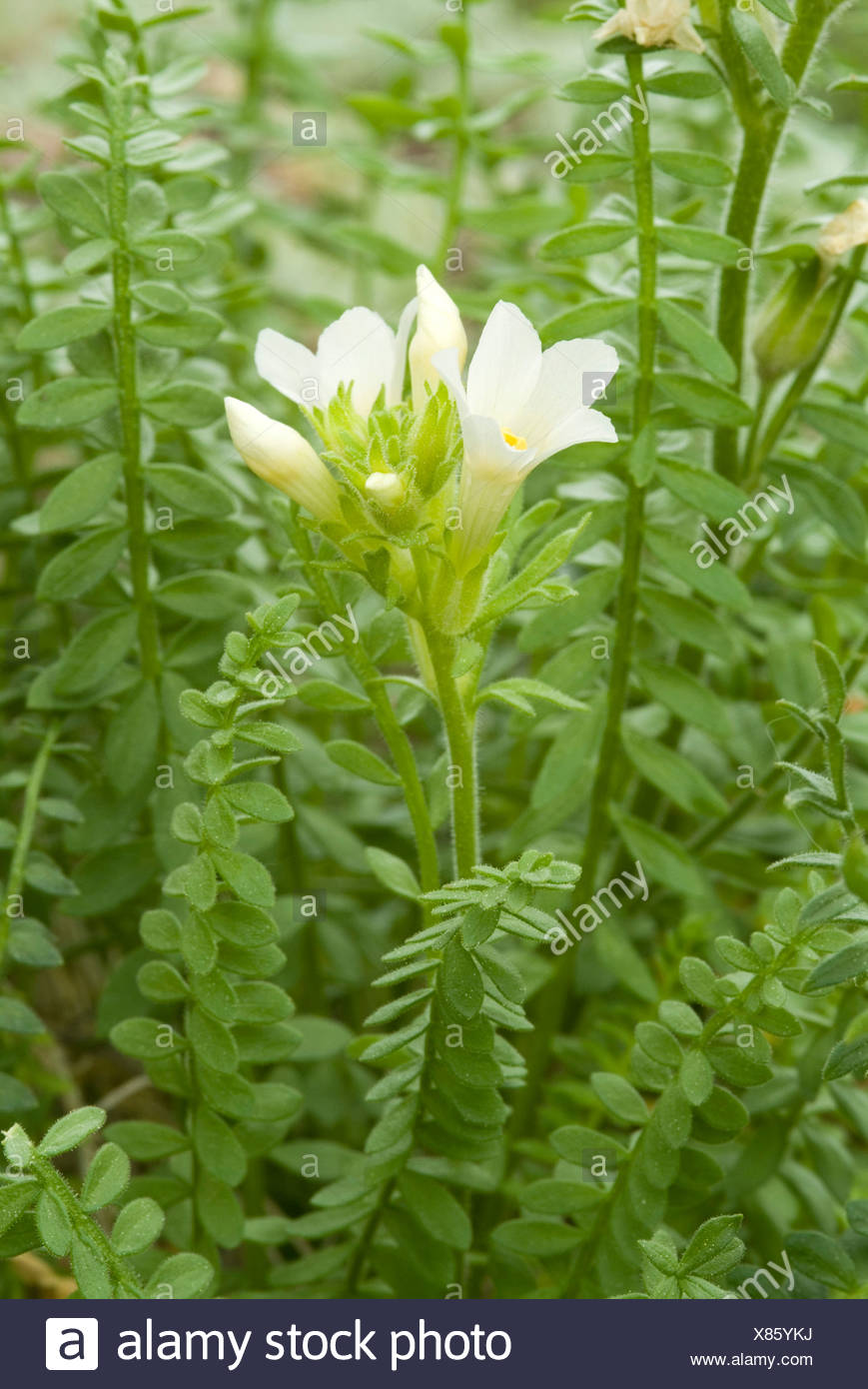 Jakobsbrunnen Leitern Polemonium Brandegei Ursprunglich Aus