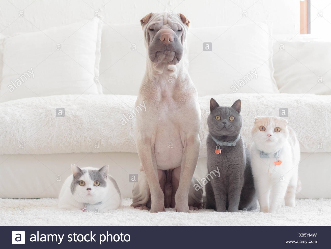 Shar Pei Hund Britisch Kurzhaar Und Scottish Fold Katzen