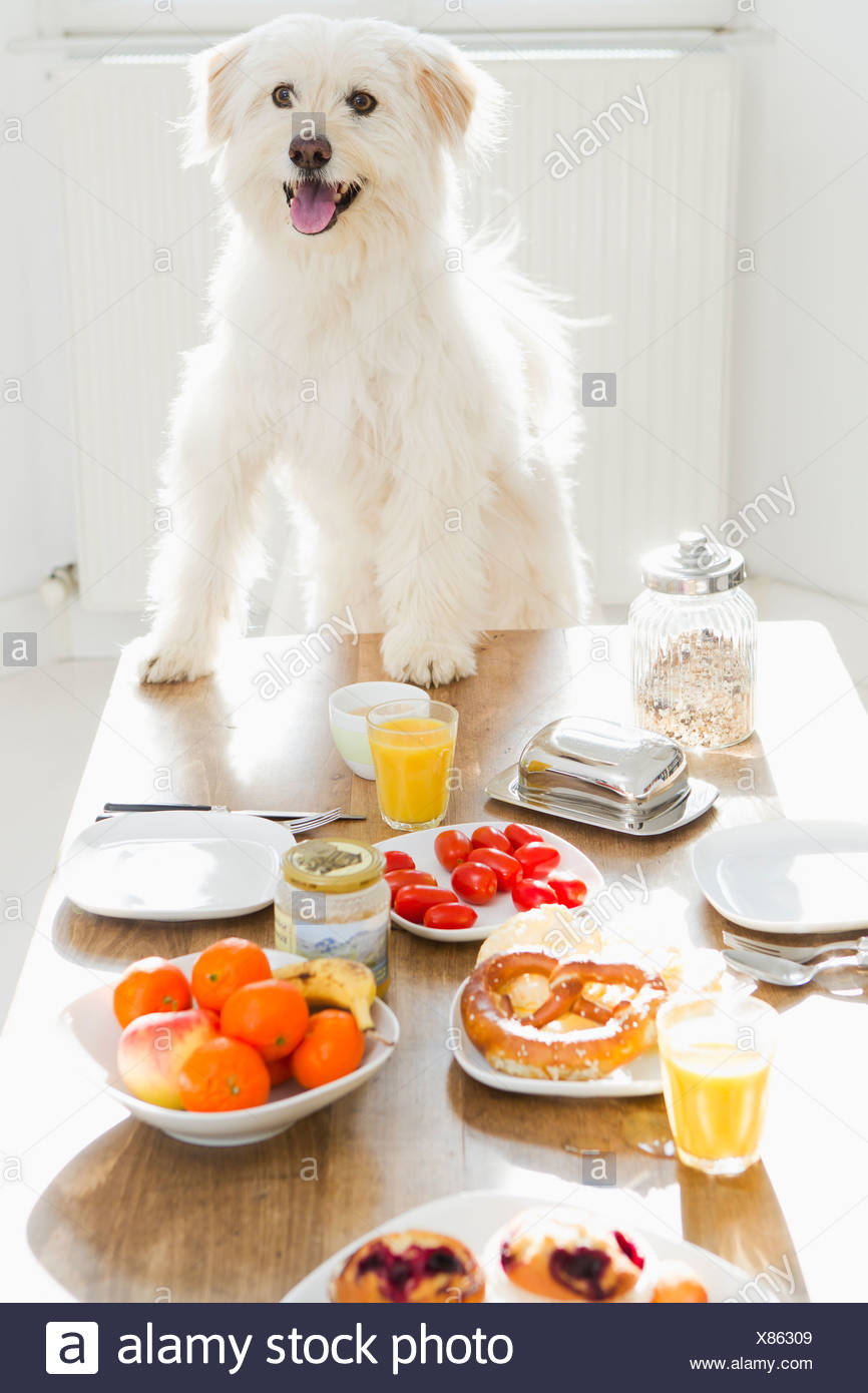 Hund am Tisch sitzen Stockfotografie Alamy Hund am Tisch sitzen Stockfotografie Alamy