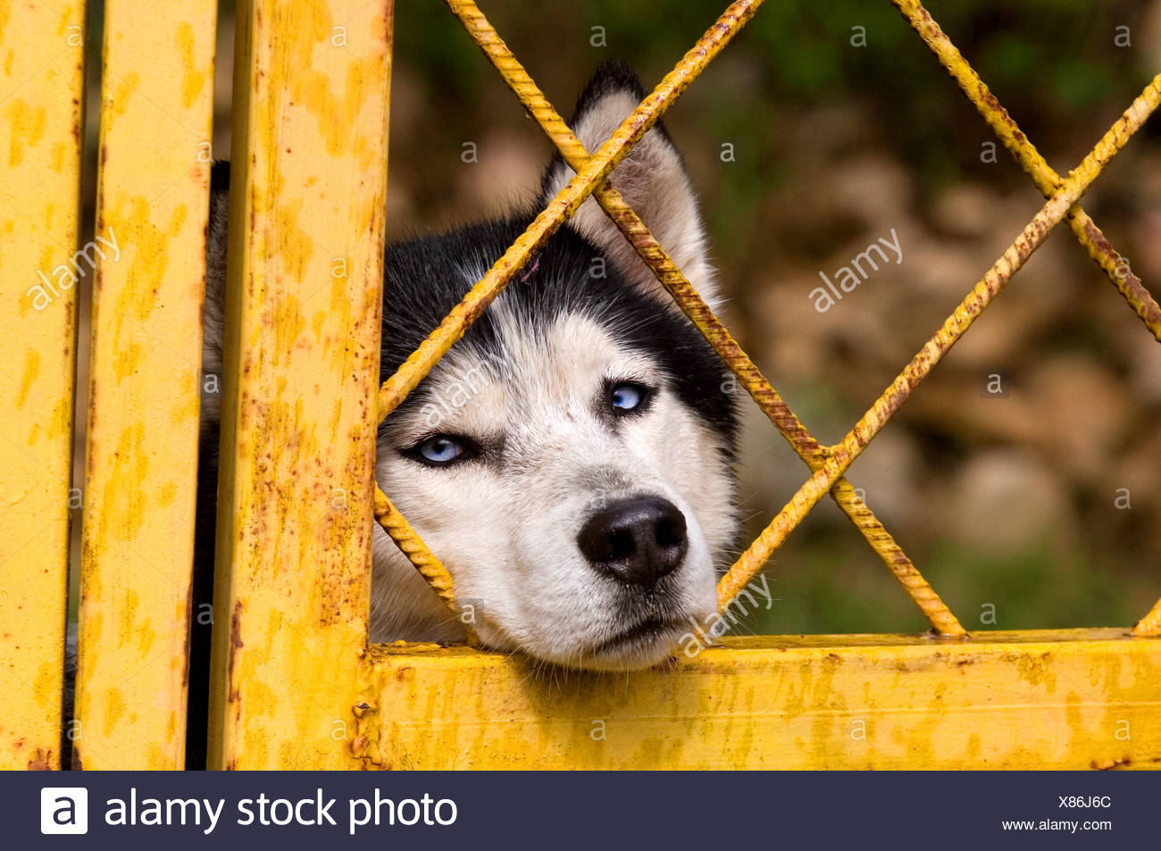 Eingesperrter Hund Stockfotos und bilder Kaufen Alamy