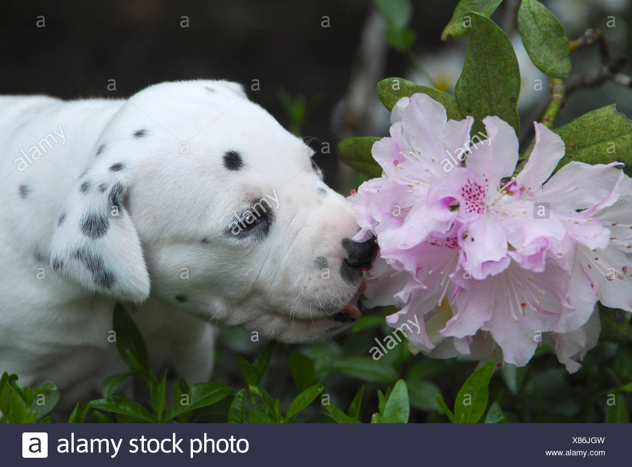 Schwarz Weiß Hund Mit Pink Gefleckter Nase Stockfotos und bilder