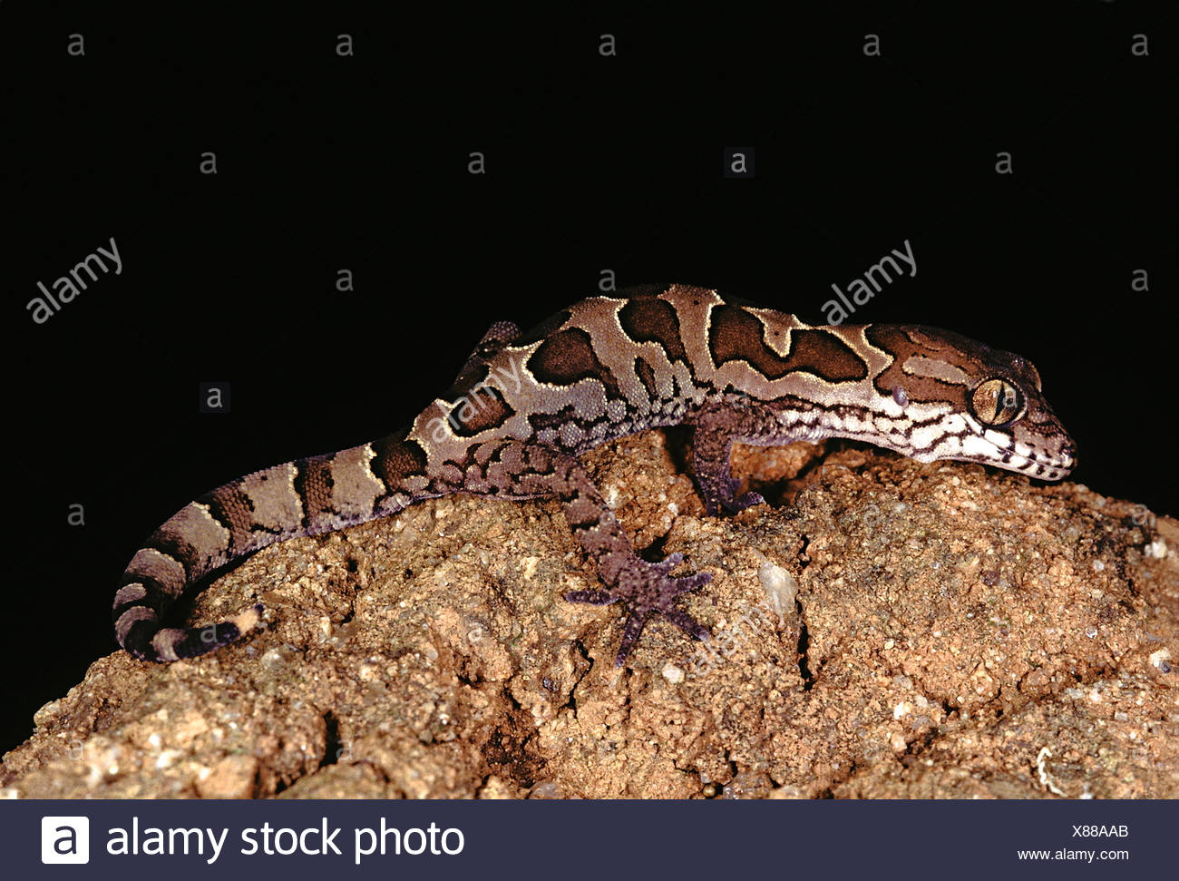Getrübt Boden Gecko. geckoella Nebulosa. Ein Boden Wohnung Gecko in Indien gefunden. Stockfoto