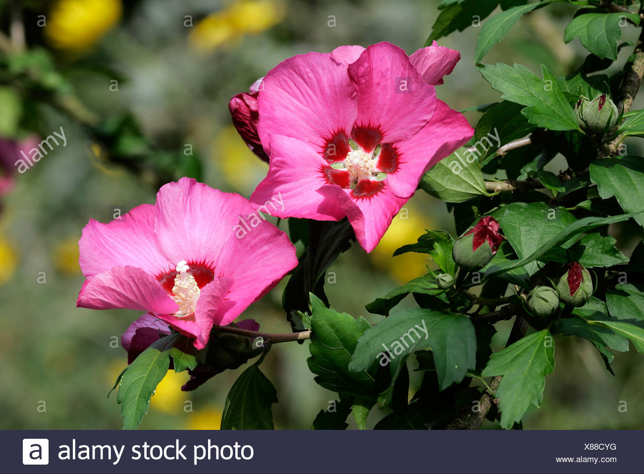 48+ Best Bild Wann Blüht Hibiskus / Hibiskus Pflanzen Pflegen Vermehren