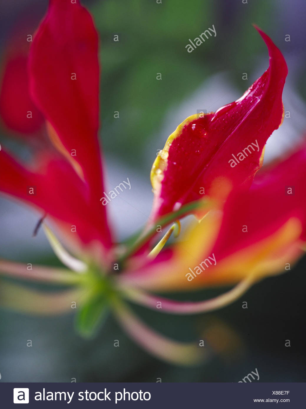 Gloriosa Rothschildiana Stockfotos und bilder Kaufen Alamy