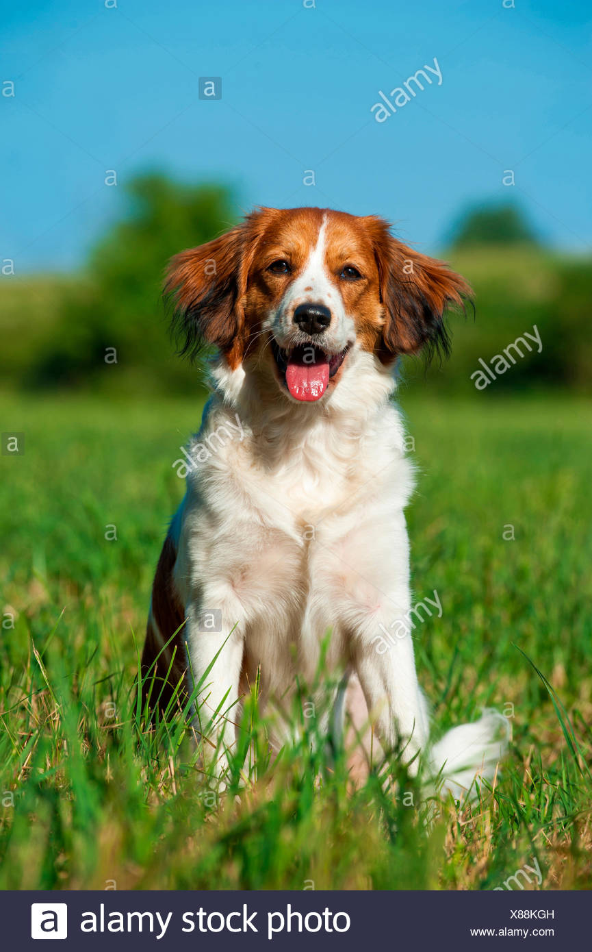 Kooikerhondje Stockfotos Und Bilder Kaufen Alamy