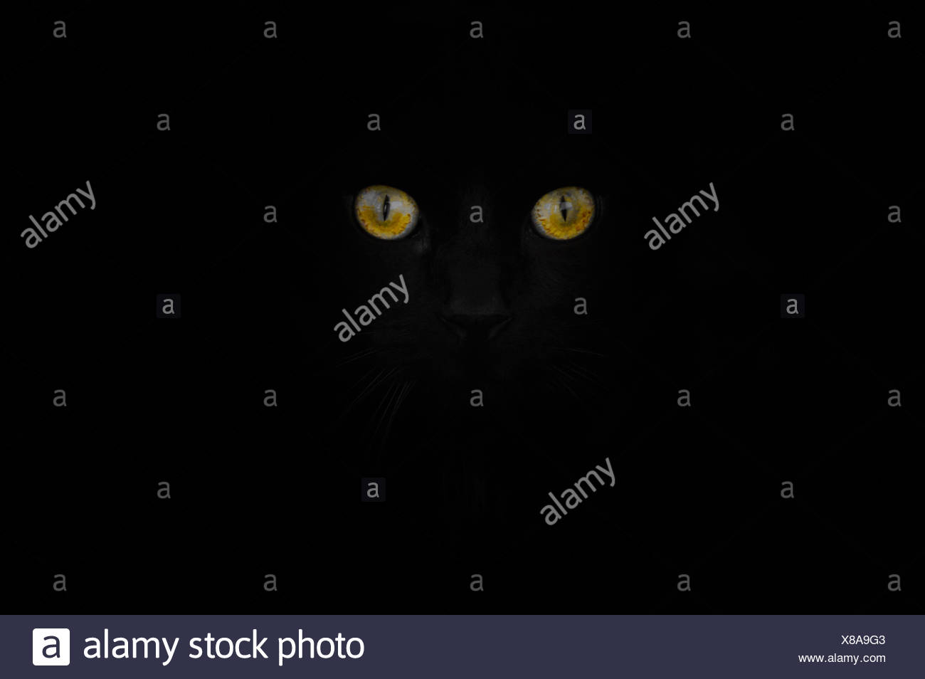 Augen Im Dunkeln Stockfotos Und Bilder Kaufen Alamy