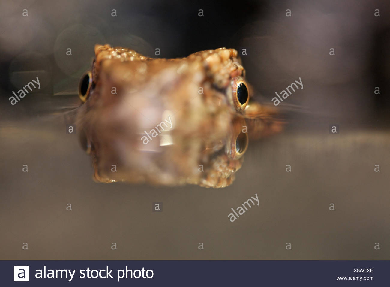 Porträt einer chinesischen Krokodil-Eidechse Stockfoto