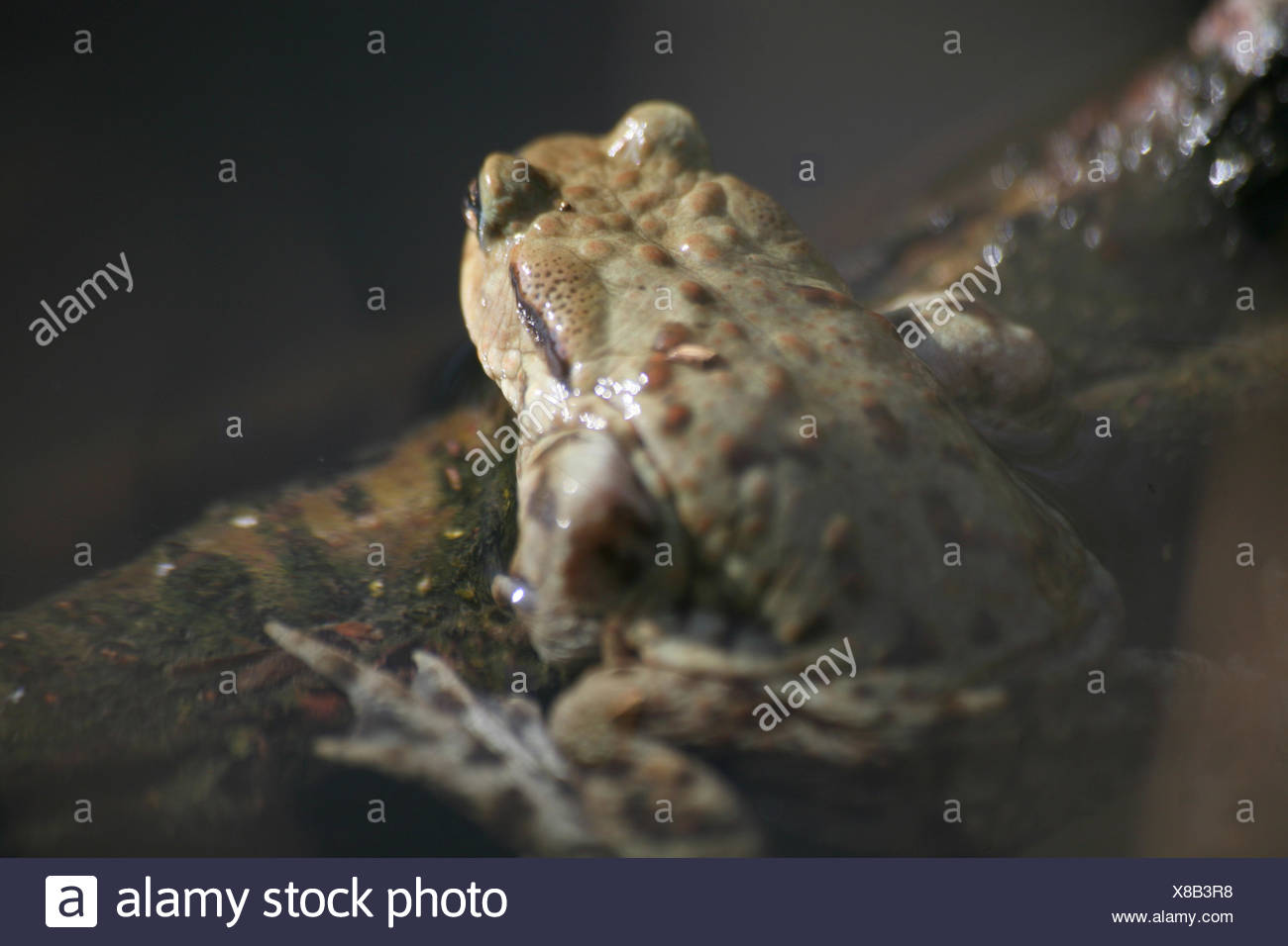 Amphibie Frosch Kroten Susswasser Teich Wasser Krote Frosche
