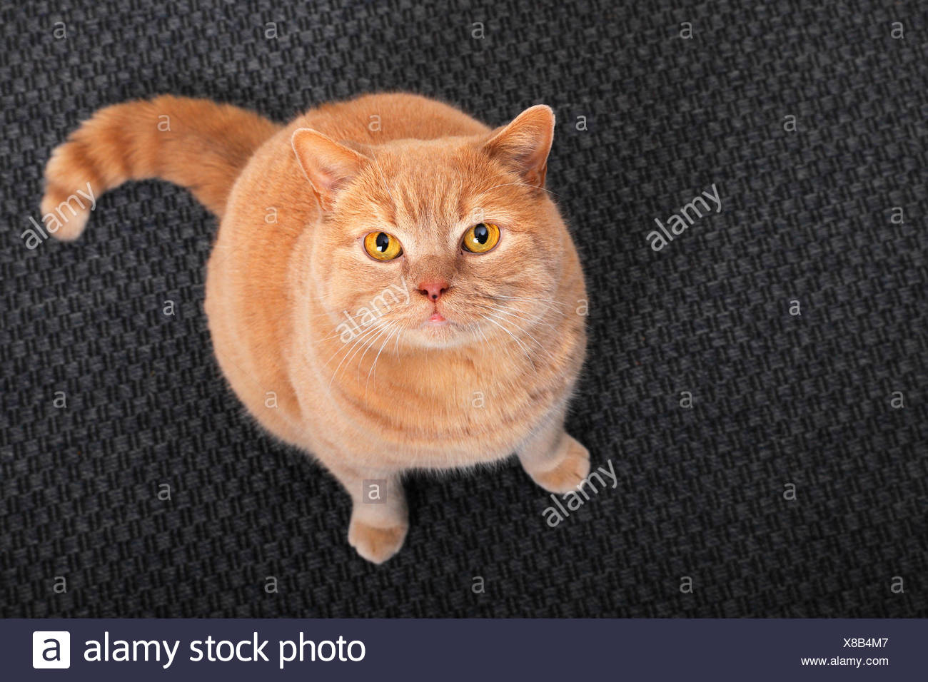 Britische Kurze Haare Katze Sitzt Auf Teppich Und