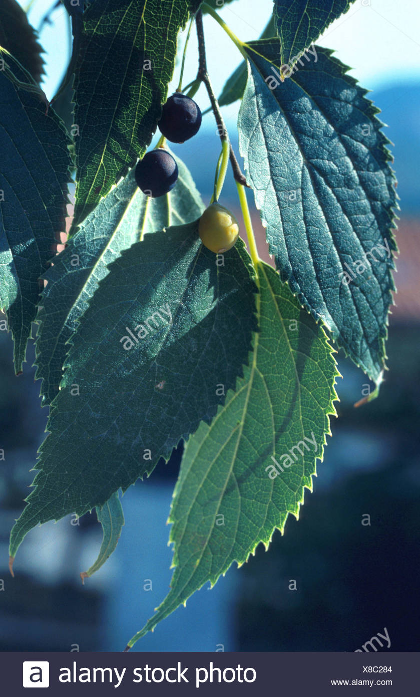 Celtis Australis Stockfotos und bilder Kaufen Alamy