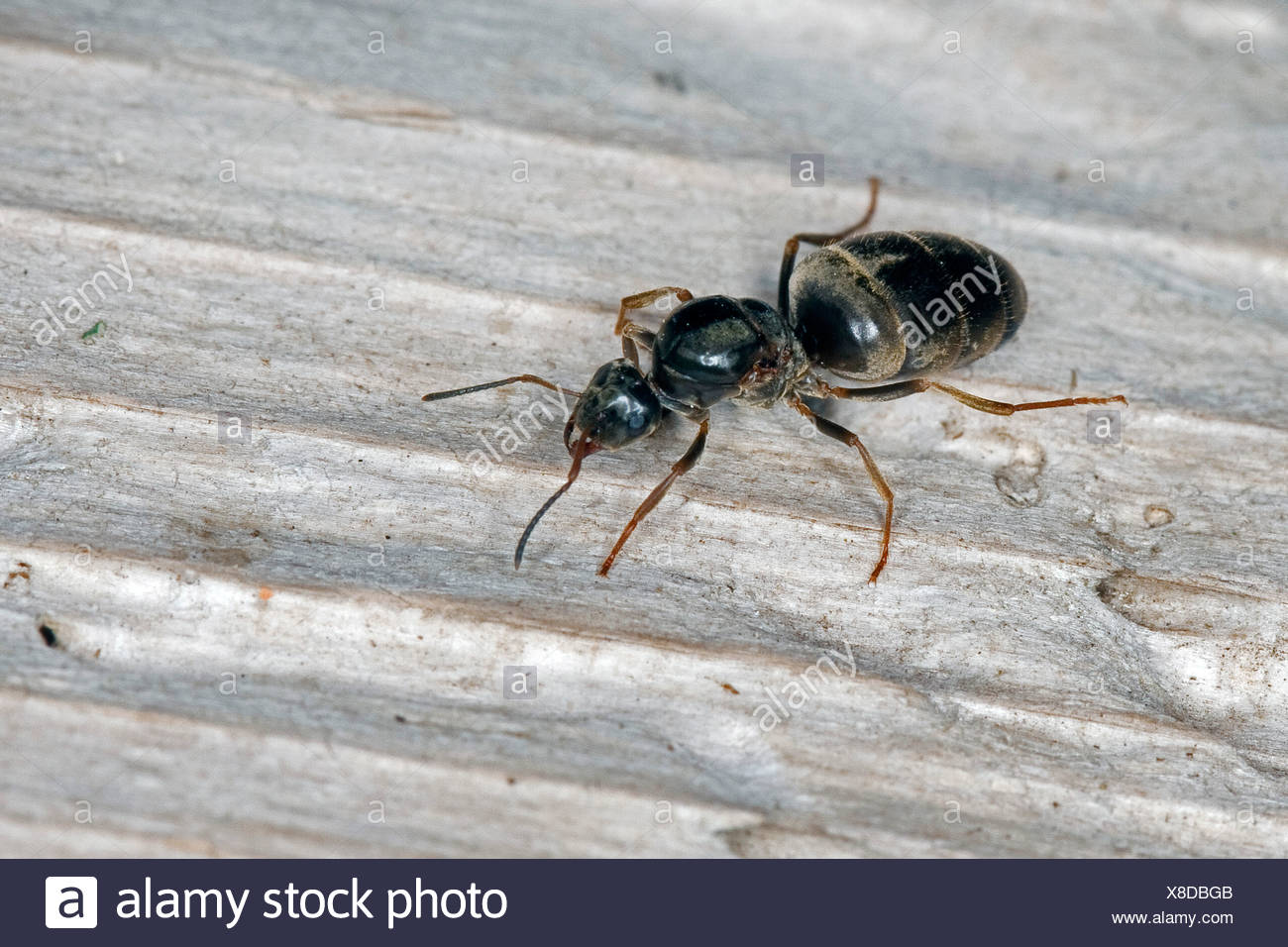 Schwarzer Garten Ameise Gemeinsame Schwarze Ameise Lasius Vgl Niger Konigin Deutschland Stockfotografie Alamy