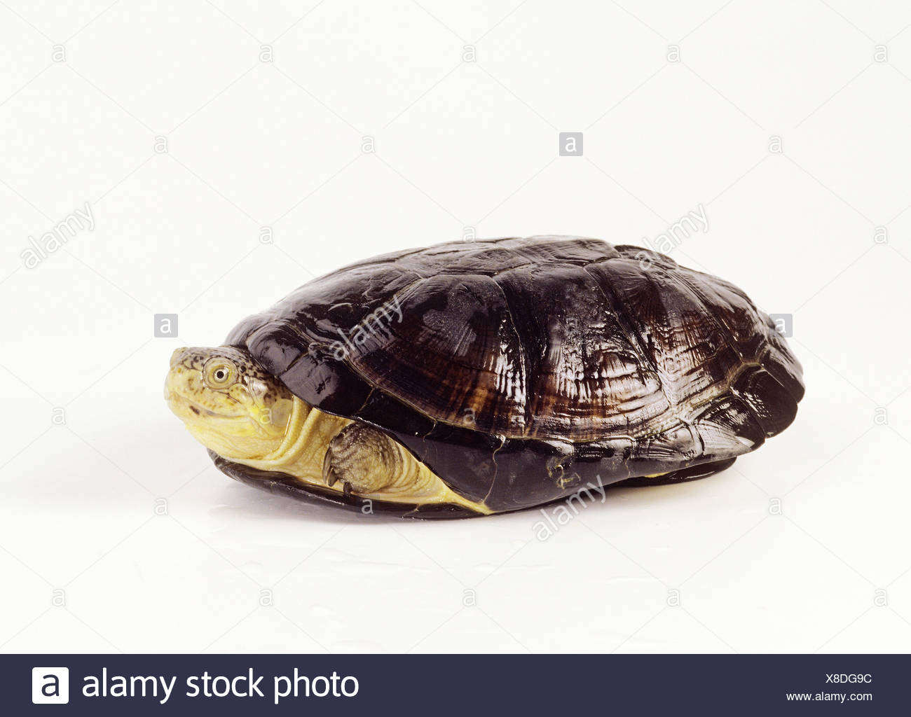 Afrikanische Seitenhalsschildkrote Stockfotos Und Bilder Kaufen Alamy