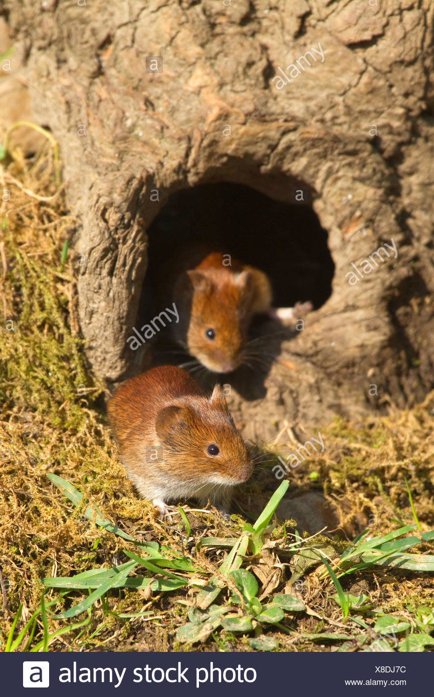 Bank Wuhlmaus Clethrionomys Glareolus Myodes Glareolus Zwei