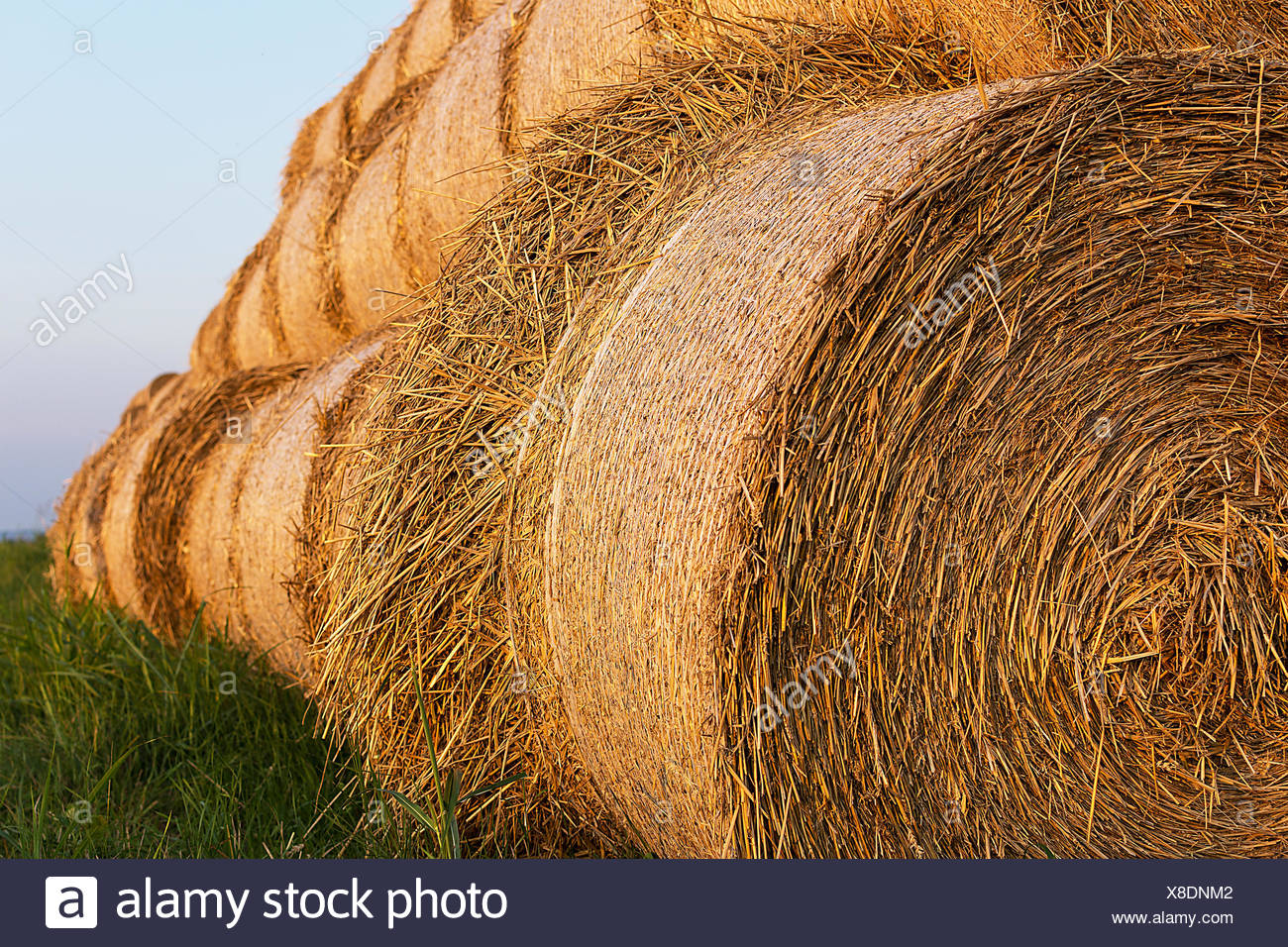 Heuballen Rollte In Den Stapeln Rollen Von Weizen Im Gras Ballen Stroh Selektive Konzentrieren Stockfotografie Alamy