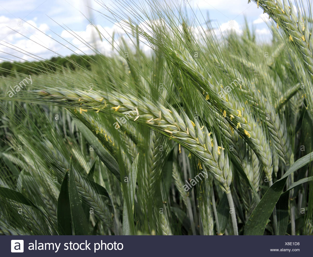 Triticale Triticosecale Stockfotos & Triticale Triticosecale Bilder Alamy
